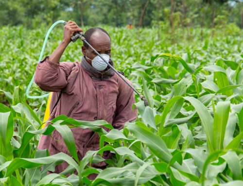 MINAGRI APPRECIATES FARMERS FOR THEIR ROLE DURING THE FIGHT AGAINST COVID-19