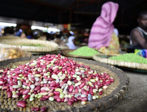 Cool beans: A vertical crop fit for Africa’s changing climate and nutritional gaps